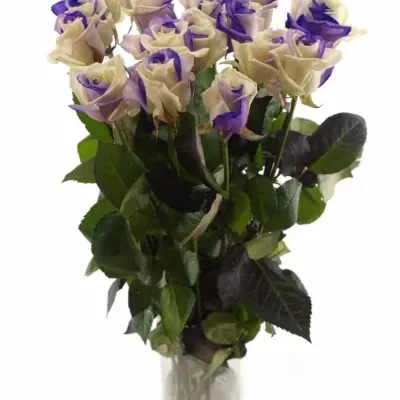 Duhová růže RAINBOW PURPLEWHITE