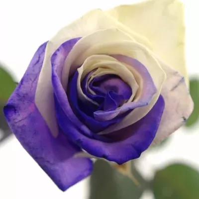 Duhová růže RAINBOW PURPLEWHITE