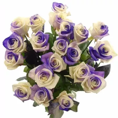 Duhová růže RAINBOW PURPLEWHITE