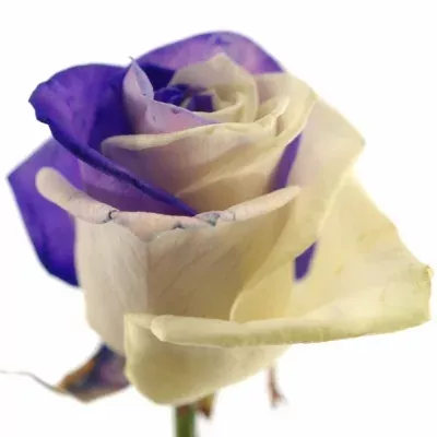 Duhová růže RAINBOW PURPLEWHITE