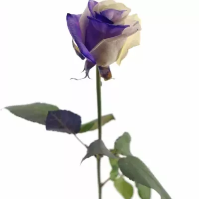 Duhová růže RAINBOW PURPLEWHITE