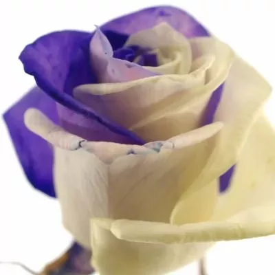 Duhová růže RAINBOW PURPLEWHITE