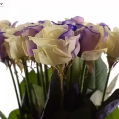 Duhová růže RAINBOW PURPLEWHITE