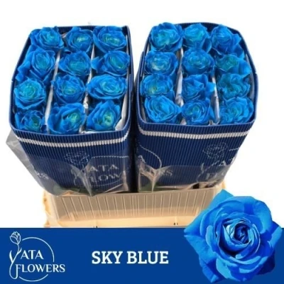 Modrá růže RAINBOW SKY BLUE 70 cm (XXL) EQ