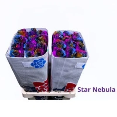 Duhová růže RAINBOW STAR NEBULA 60 cm (XXL) EQ
