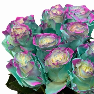 Duhová růže RAINBOW UNICORN