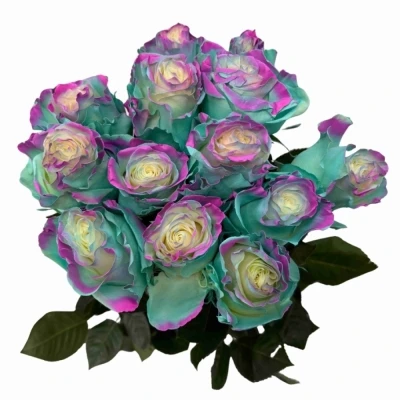 Duhová růže RAINBOW UNICORN