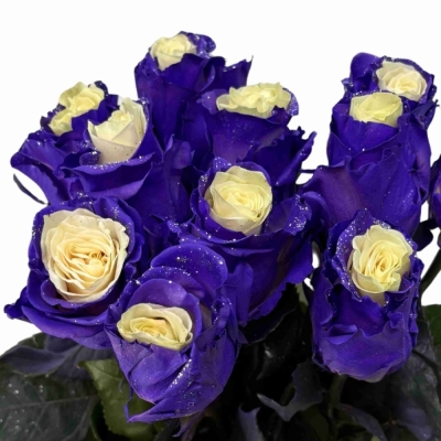 Dúhová ruže RAINBOW VIOLET LIGHTS 70 cm (XL)