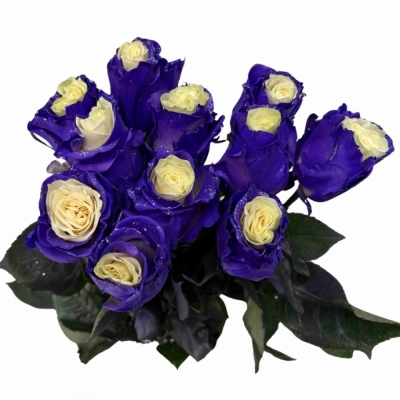 Dúhová ruže RAINBOW VIOLET LIGHTS 70 cm (XL)