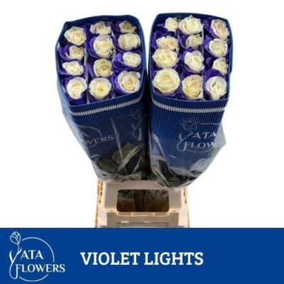 Dúhová ruže RAINBOW VIOLET LIGHTS 70 cm (XL)