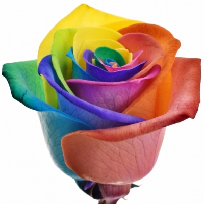 Dúhová ruže RAINBOW 75cm (M)