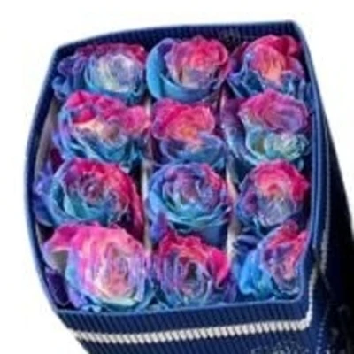 Duhová růže SEA SUNSET