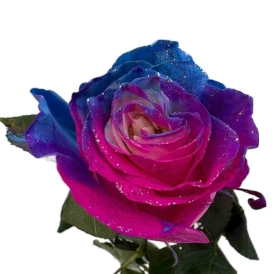 Duhová růže SEA SUNSET