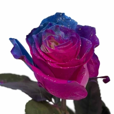 Duhová růže SEA SUNSET