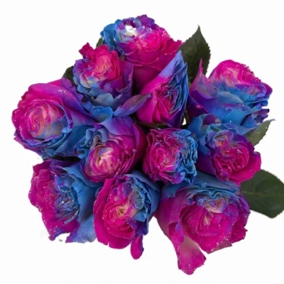 Duhová růže SEA SUNSET