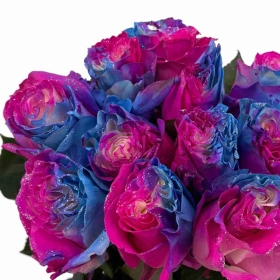 Duhová růže SEA SUNSET