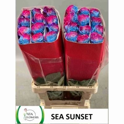 Duhová růže SEA SUNSET