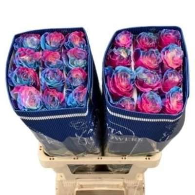 Duhová růže SEA SUNSET