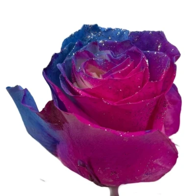 Duhová růže SEA SUNSET