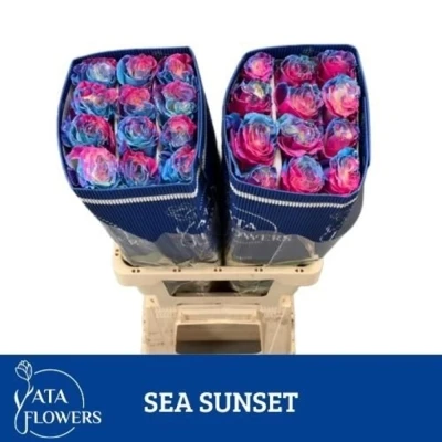 Duhová růže SEA SUNSET 60 cm (XXL) EQ