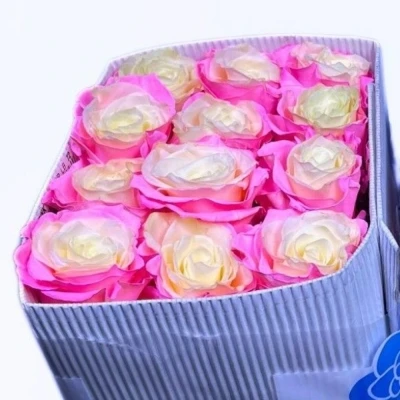 Duhová růže SOUL PINK