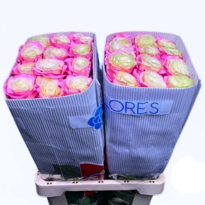 Duhová růže SOUL PINK 70 cm (XXL) EQ