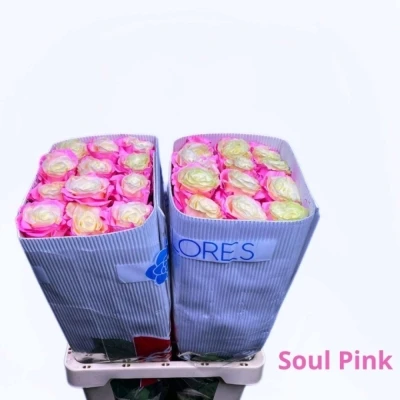 Duhová růže SOUL PINK