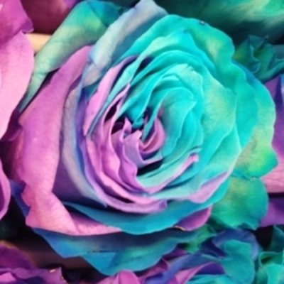 Duhová růže TINTED AMBRA