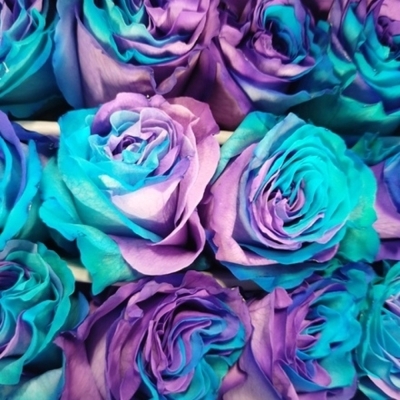 Duhová růže TINTED AMBRA