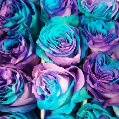 Duhová růže TINTED AMBRA 70 cm (XXL) EQ