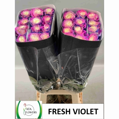 Duhová růže TINTED FRESH VIOLET