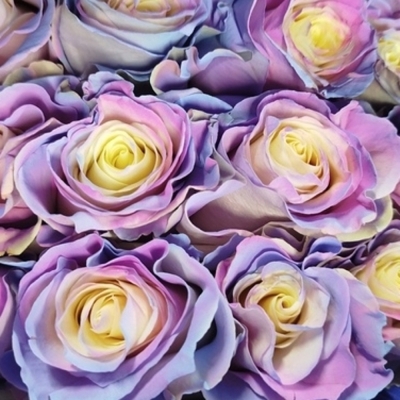 Duhová růže TINTED LILA PASTEL 70 cm (XXL) EQ