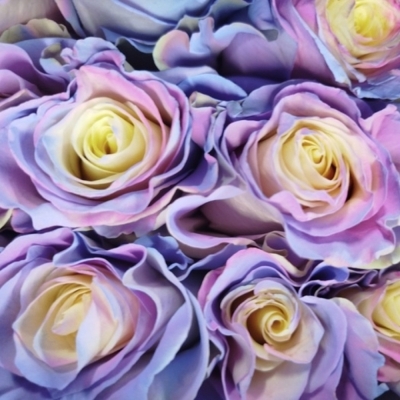 Duhová růže TINTED LILA PASTEL