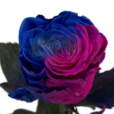 Duhová růže TINTED LOLLIPOP HOT BLUE