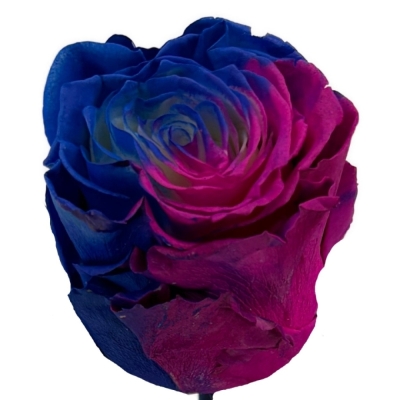Duhová růže TINTED LOLLIPOP HOT BLUE 70 cm (XXL) EQ