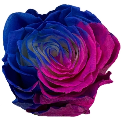 Duhová růže TINTED LOLLIPOP HOT BLUE