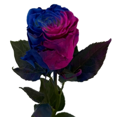 Duhová růže TINTED LOLLIPOP HOT BLUE