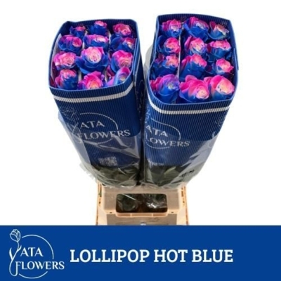 Duhová růže TINTED LOLLIPOP HOT BLUE 70 cm (XXL) EQ