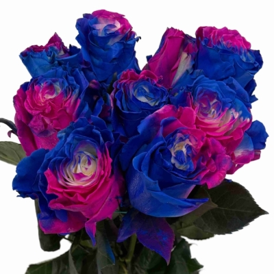 Duhová růže TINTED LOLLIPOP HOT BLUE