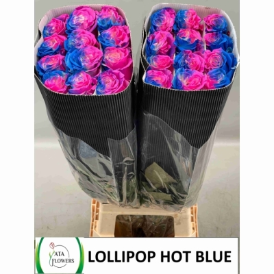 Duhová růže TINTED LOLLIPOP HOT BLUE