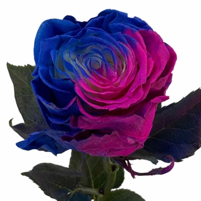 Duhová růže TINTED LOLLIPOP HOT BLUE