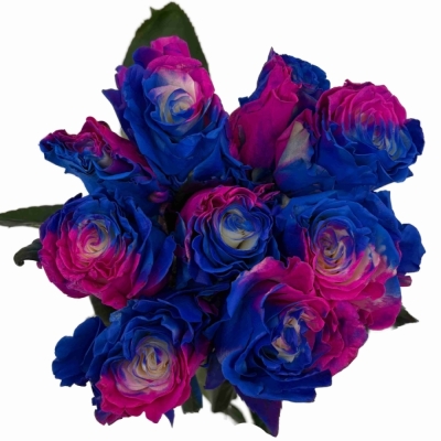 Duhová růže TINTED LOLLIPOP HOT BLUE