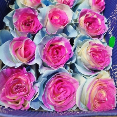 Duhová růže TINTED MIDNIGHT AURORA 70 cm (XXL) EQ