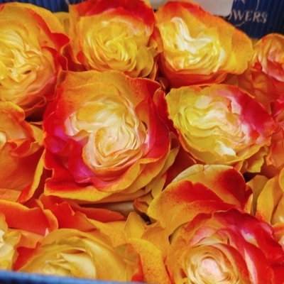 Duhová růže TINTED MIRACLE 70 cm (XXL) EQ