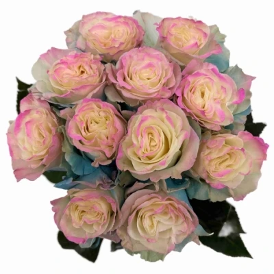 Duhová růže TINTED PASTEL