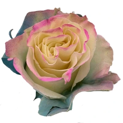 Duhová růže TINTED PASTEL