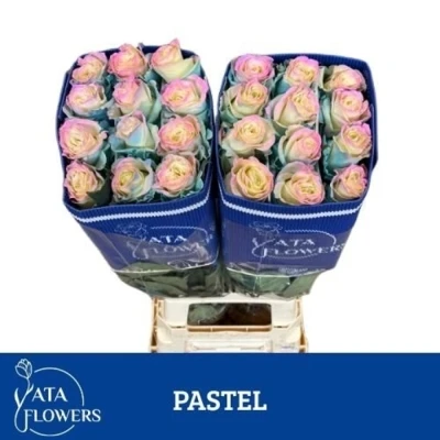 Duhová růže TINTED PASTEL