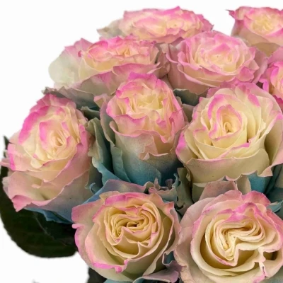 Duhová růže TINTED PASTEL