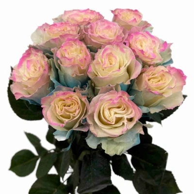 Duhová růže TINTED PASTEL