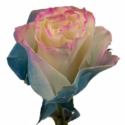 Duhová růže TINTED PASTEL